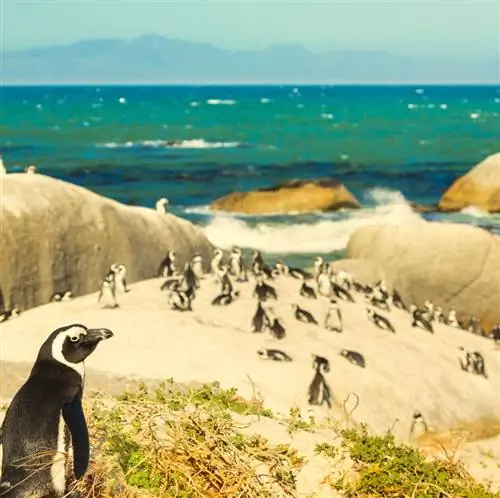 Пингвины на пляже Боулдерс в Кейптауне