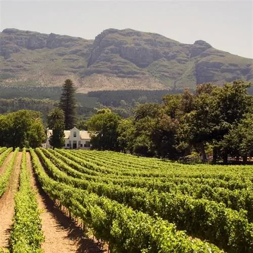 Мыс Вайнлендс, Виноградник и усадьба