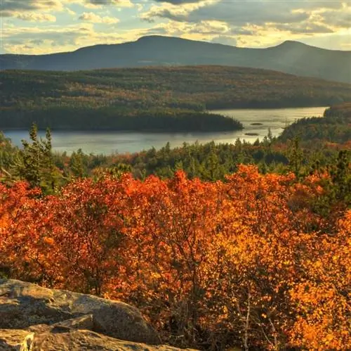 Деревья и озеро Кэтскиллс