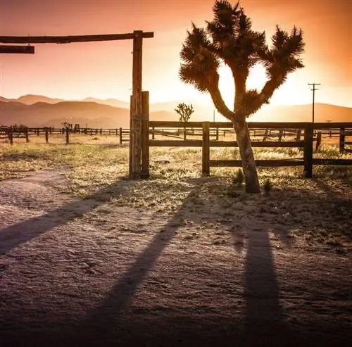 Пайонертаун