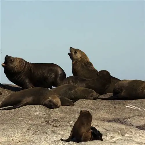 Мыс морских котиков на скале