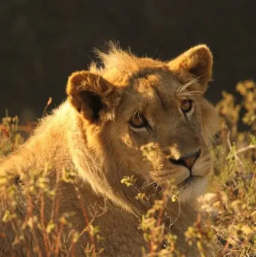 Лев в Ботлирскопе