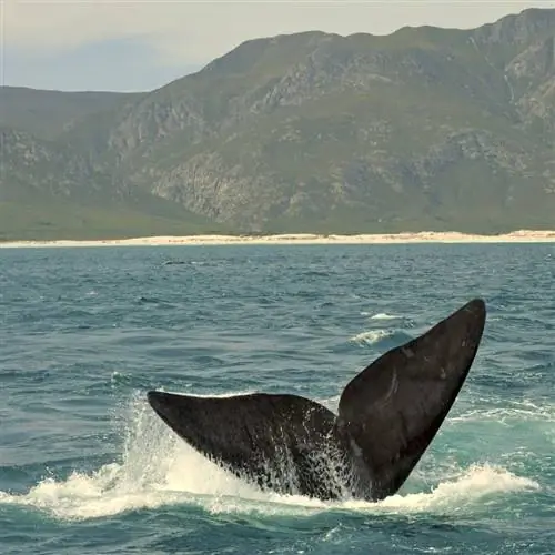 Кит в океане