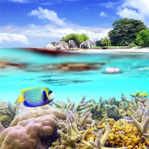 Море тропических рыб