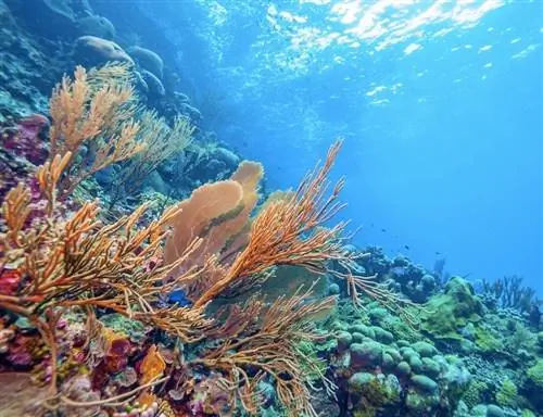 дайвинг на Бонайре