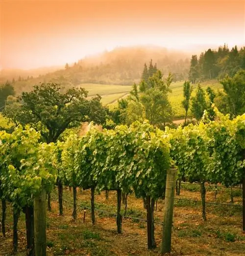 долина Напа