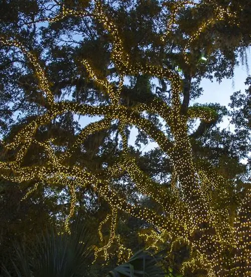 Праздник в дубах