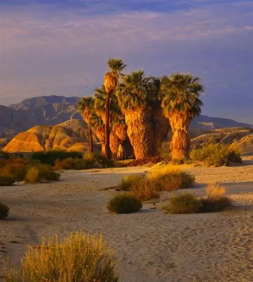 Анса Боррего