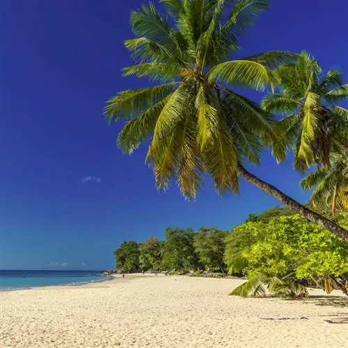 Пляж Сейшельских островов, пальма и голубое небо