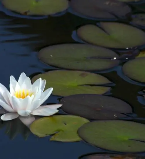 Культурный центр Скирболл