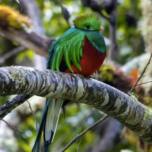 крошечная птица Кецаль на ветке, Гватемала