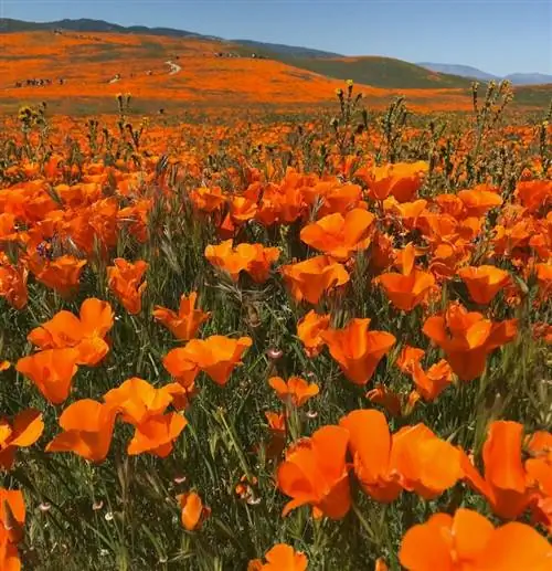 Долина Антилоп