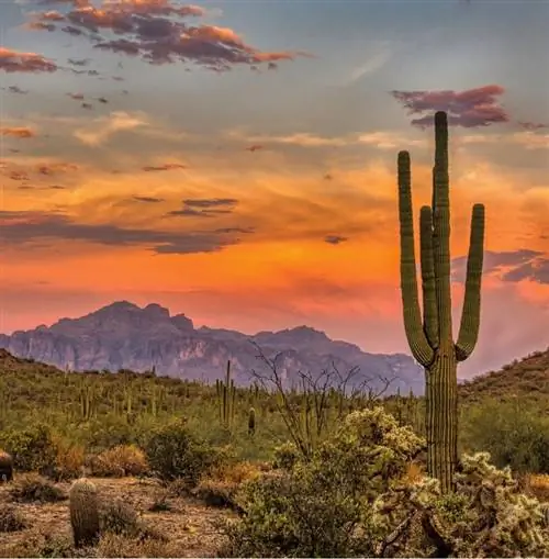 Феникс, Аризона