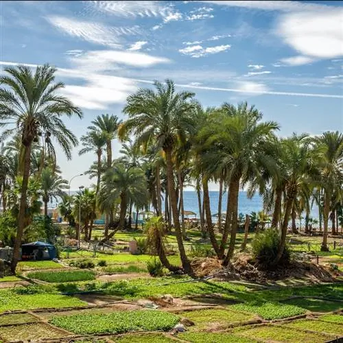 Садовая зона на пляже Аль-Гандур в Акабе, Иордания