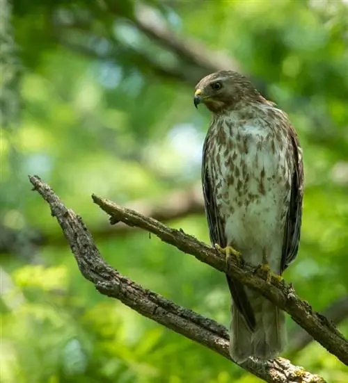 Каскадный центр хищников