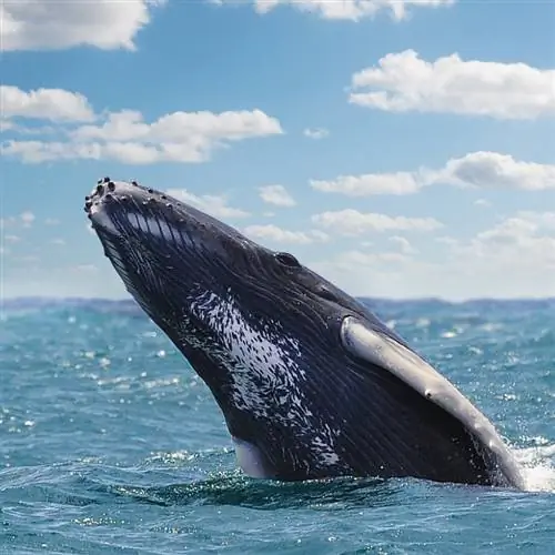 Горбатый кит выпрыгивает из воды возле Саманы, Доминиканская Республика