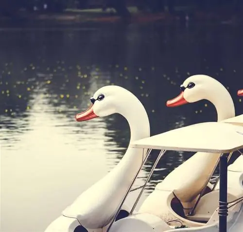 Арендовать лодку-лебедь