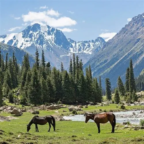 лошади у реки на фоне заснеженных гор, сельская местность Кыргызстана