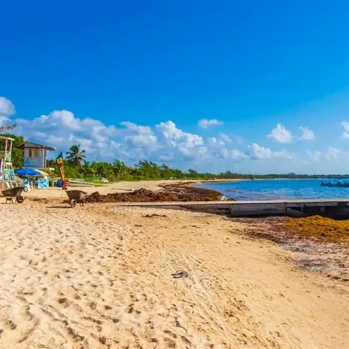 Водоросли выброшены на берег мексиканского пляжа