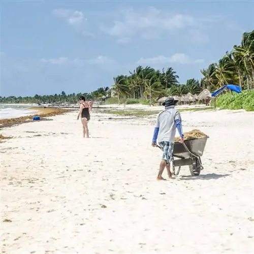 Мужчина убирает саргассум с помощью тачки