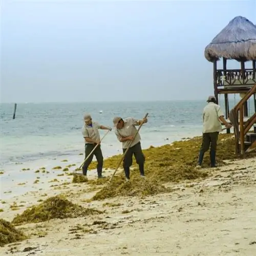 Сотрудники пляжа убирают саргассум с пляжа в Мексике, Карибское море.