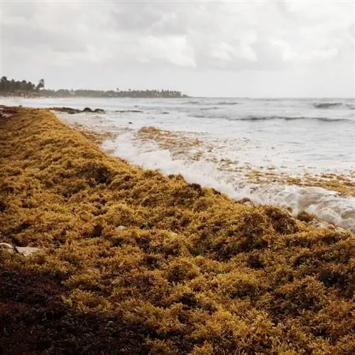 Саргассум выбросило на берег