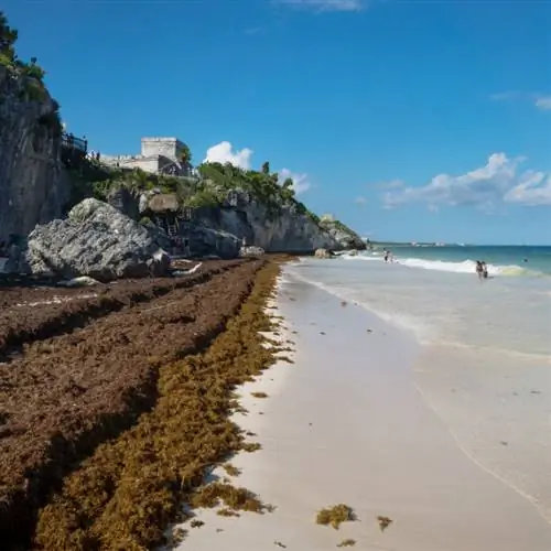 Большое количество саргассума на мексиканском пляже.