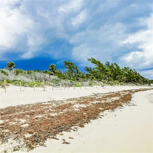 Водоросли покрывают пляж в Плайя-дель-Кармен