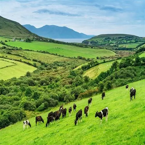 Красивый ирландский пейзаж