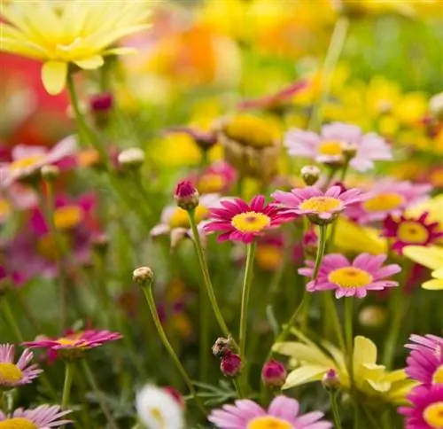 Посетите ботанический сад США.