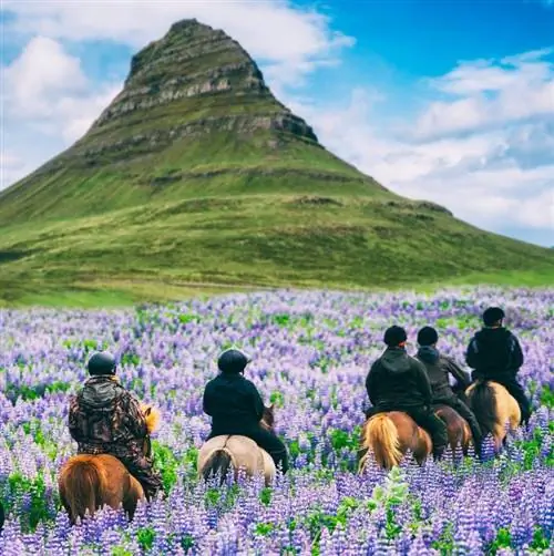 Туристы катаются на лошадях на фоне горы Киркьюфелл