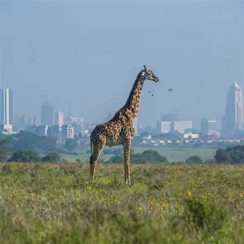 Жираф пасется на фоне мегаполиса в Кении, на африканском континенте