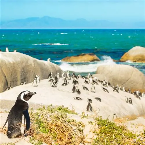 пингвины в Южной Африке