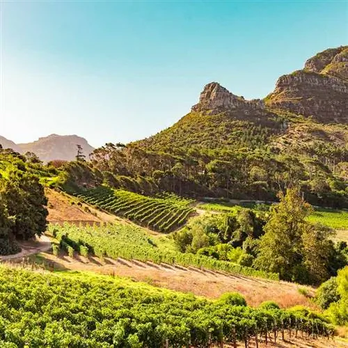 Виноградники в Констанции недалеко от Кейптауна, Южная Африка