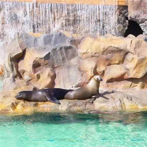 Сиам Парк Испания Тюлени на входе