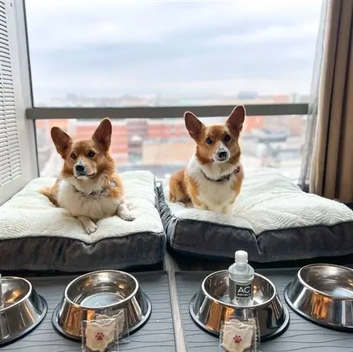 Два корги с пакетом «Принеси своего мехового малыша» в отеле AC Columbus Downtown