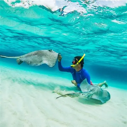 Сноркелер играет со скатами на Каймановых островах