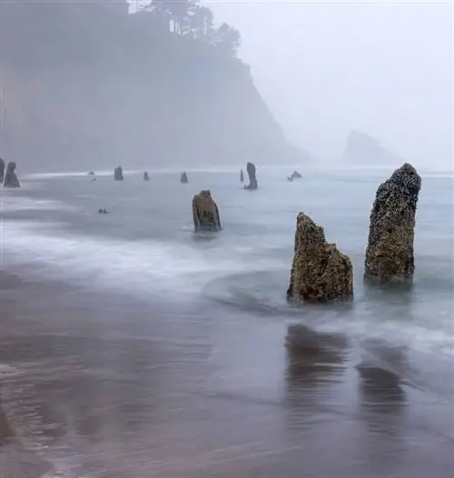 Несковинский лес-призрак