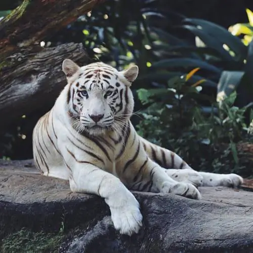 Приют для животных Тайгер-Крик