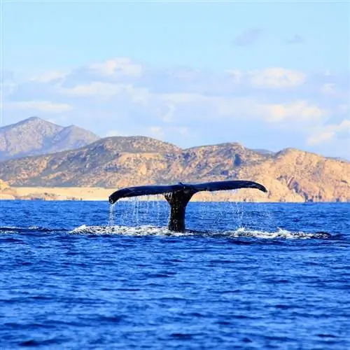 Наблюдение за китами недалеко от Лос-Кабоса, Мексика, Тихоокеанское побережье