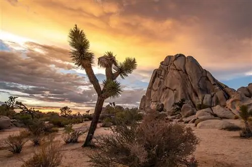 7 главных причин посетить национальный парк Джошуа-Три этой осенью