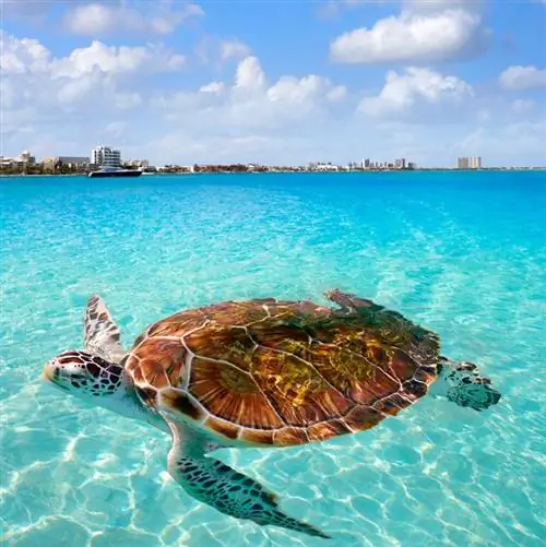 Фотомонтёр с черепахами на пляже Канкуна в гостиничной зоне в Мексике
