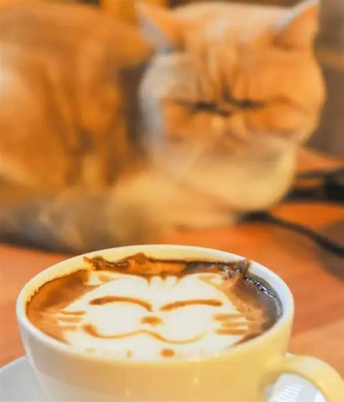 CatCafe Lounge в Лос-Анджелесе