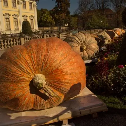 Гигантские тыквы украшают дорожку перед дворцом Людвигсбург