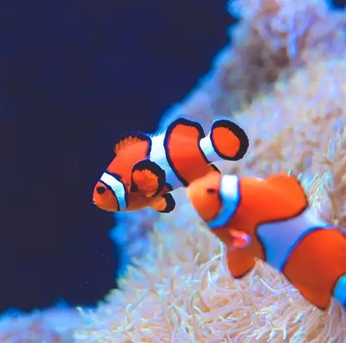 Fishbowl Bar Lounge, канун Нового года