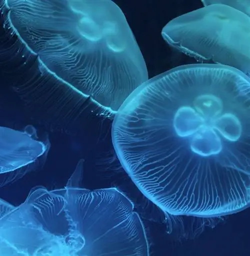 Посетите аквариум Бель-Айл