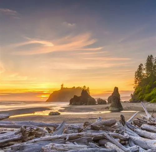 Исследуйте тропический лес