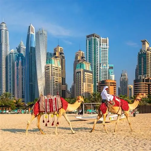 Дубай Кэмелс