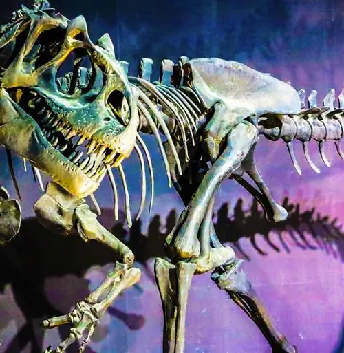 Скелет тираннозавра из Парка Юрского периода, Орландо