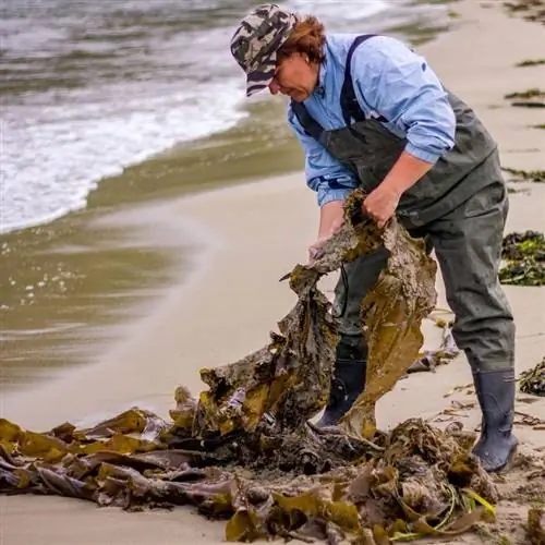 Уборщик пляжа удаляет саргассовые водоросли с пляжа